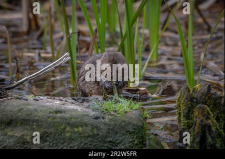 British Water Vole eating and in water Stock Photo