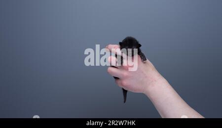 Human hand holding a small newborn kitten in front of gray background with copy space. animal care concept Stock Photo