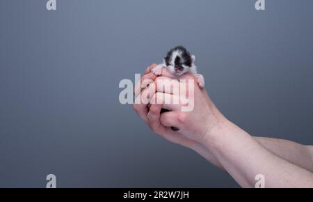 Human hands holding a small newborn black and white kitten against gray background with copy space. care concept Stock Photo