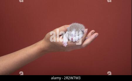 human hand carrying small newborn british shorthair kitten. studio shot on vibrant red brown colored background with copy space Stock Photo