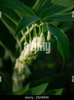 Blooming polygonatum multiflorum, Solomon's seal, David's harp, ladder-to-heavenin its natural environment with leaf and bell like flower bud. Stock Photo