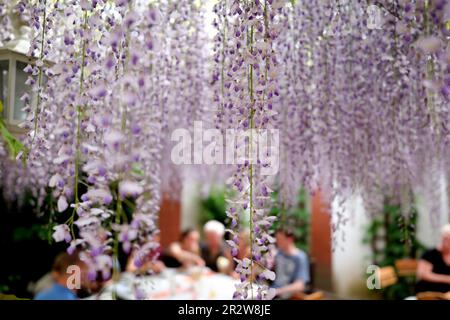 21 May 2023, Saxony-Anhalt, Orangenbaum-Wörlitz: So-called Blue Rain or Chinese Wisteria blooms on the outdoor seating area of a restaurant at the Wörlitz Garden Kingdom. Photo: Sebastian Willnow/dpa/ZB Stock Photo