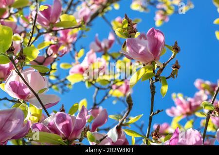Pink magnolia buds on the branches of a tree against the blue sky in early spring. Stock Photo
