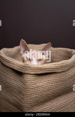 playful or shy sphynx cat hiding inside a jute bag peeking out looking at camera. studio shot on brown background with copy space Stock Photo