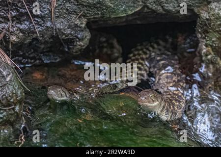 A pair of water snake on hunt in lake Stock Photo