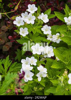 White flowersof the spring blooming hardy perennial cranesbill, Geranium maculatum 'Album' Stock Photo