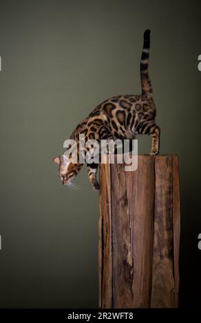 side view of a curious bengal cat looking down descending on a wooden pillar. studio shot on green olive background with copy space Stock Photo