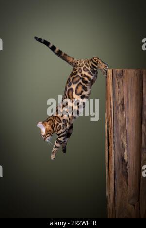 Bengal cat jumping down from a wooden tree log. mid air studio shot on olive green background with copy space Stock Photo
