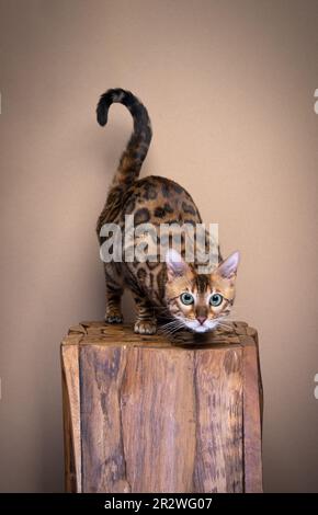 Portrait of a lurking bengal cat posing for the camera. The bengal cat is perching on a block of wood. Stock Photo