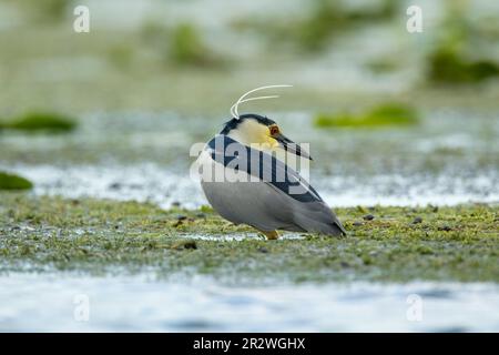 Night-heron, also known as the black-crowned night heron and the black-capped night heron, (Nycticorax nycticorax) in the Danube delta complex of lago Stock Photo