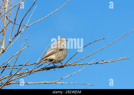 Black redstart (Phoenicurus ochruros), female or young bird, sits on a branch Stock Photo