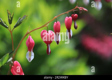 Lots of Love on One Stem: Known as the Bleeding Heart poppy, this pink and white flower blooms in the spring. Multiple flowers on one stem. Stock Photo