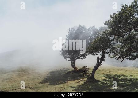 Fanal Forest in Madeira, Portugal. Ancient Laurel trees in misty fog, UNESCO site. Stock Photo