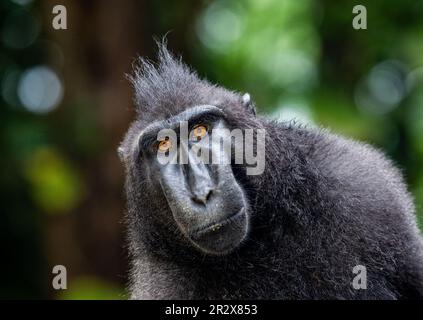 Portrait of a сelebes crested macaque. Close-up. Indonesia. Sulawesi. Stock Photo