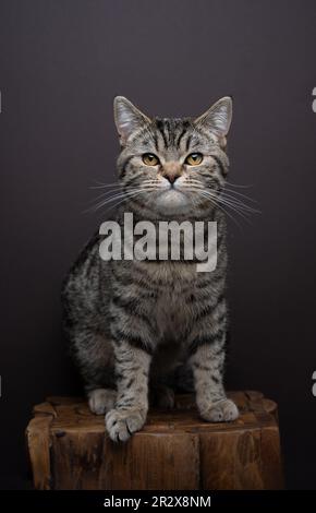 tabby cat portrait. The cat has a serious expression and is sitting on a wooden table or podest. Studio shot on brown background with copy space Stock Photo