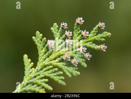 Yellowish--grey female flowers of the Lawson Cypress (Chamaecyparis lawsoniana), native to California Stock Photo