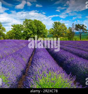 Admirable flowery field with purple lavender flowers. Fragrant lavender plantation on the glade. Summer flowery scenery in Transylvania, Romania, Euro Stock Photo