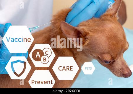 Veterinarian vaccinating a small purebred Toy Terrier dog, pet vaccination in a veterinary clinic. Stock Photo