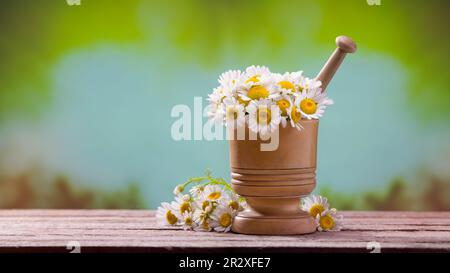 Fresh daisies in a wooden mortar on wooden table. Harvest of medicinal herbs. Spring time Stock Photo