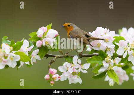 European robin Erithacus rubecula, adult perched on apple branch with blossom, Suffolk, England, May Stock Photo