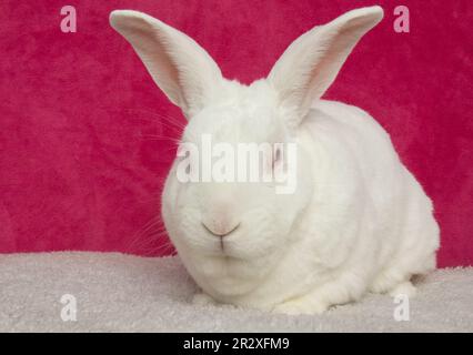 cute white bunny rabbit on a pink background portrait Stock Photo