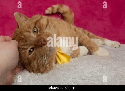 cute orange and white short haired tabby kitty cat wearing a bow tie on a pink background Stock Photo