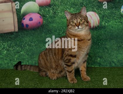 cute tabby kitty cat on green grass Easter eggs spring portrait Stock Photo