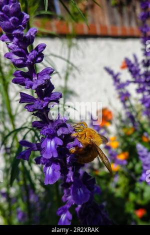 Male Valley Carpenter Bee ( Xylocopa sonorina ) also known as a Teddy Bear Bee searching for pollen on a purple  salvia flower Stock Photo