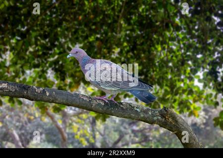 Pombo - Dove Stock Photo - Alamy