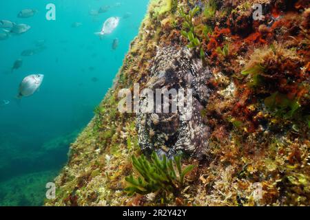 Animal camouflage, Octopus vulgaris mollusc underwater hidden on a rock in the ocean, natural scene, Eastern Atlantic, Spain, Galicia Stock Photo