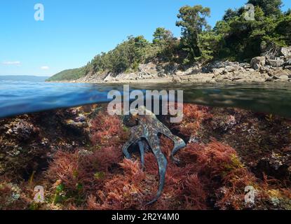 Octopus underwater in the ocean and Atlantic coastline, split level view over and under water surface, Spain, Galicia, Rias Baixas Stock Photo