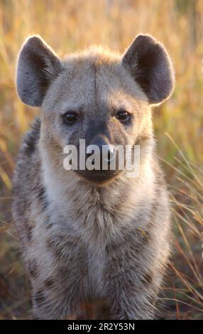 Spotted Hyena (Crocuta crocuta) adult, close-up of head, Kruger N. P. Mpumalanga, South Africa Stock Photo