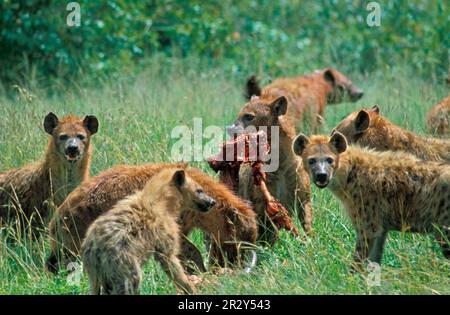 Spotted hyena, spotted hyenas (Crocuta crocuta), hyena, hyenas, canines, predators, mammals, animals, Spotted Hyena pack, feeding on sassaby Stock Photo