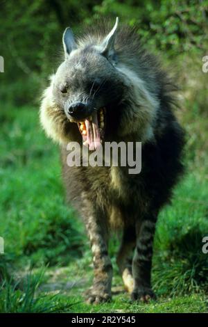 Brown hyena (Hyaena brunnea), Brown Hyaena, Brown Hyena, Hyena, Hyenas, Hyenas, Canines, Predators, Mammals, Animals, Brown Hyaena With mouth open Stock Photo