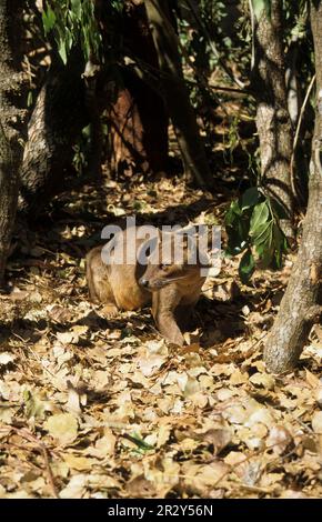 Fossa, ferret cat, fossas (Cryptoprocta ferox), fossas, endemic, predators, mammals, animals, Fossa On ground among dead leaves, Madagascar Stock Photo