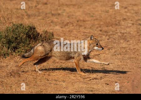 Golden Jackal (Canis aureus) adult, running, near Ranthambhor, Rajasthan, India Stock Photo