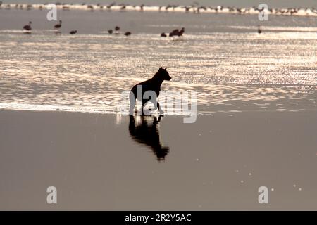 Spotted Hyena (Crocuta crocuta) adult, running in water, silhouetted at sunset, Lake Nakuru, Lake Nakuru N. P. Great Rift Valley, Kenya Stock Photo