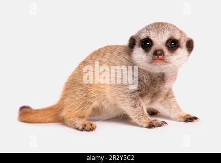 Meerkats (Suricata suricatta) Meerkat, predators, mammals, creeping cats, animals, meerkat juvenile, sitting Stock Photo