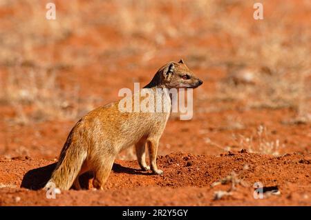 fox-mongoose-yellow-mongooses-cynictis-penicillata-predators