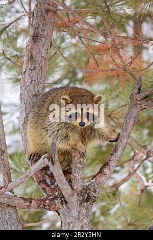Common Raccoon (Procyon lotor) adult, standing in pine tree, Minnesota, U. S. A. January (captive) Stock Photo