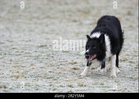 Domestic dog, collie sheepdog, herding sheep in frosty weather, Borrowdale, Lake District, Cumbria, England, winter Stock Photo