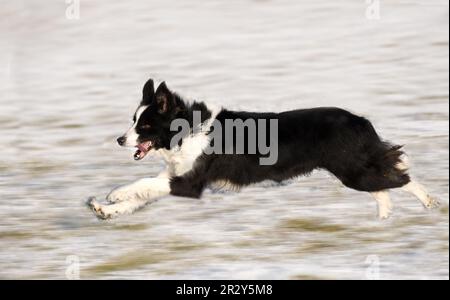 Domestic dog, Border Collie Sheepdog, Running in the snow, Cumbria, England, Winter Stock Photo