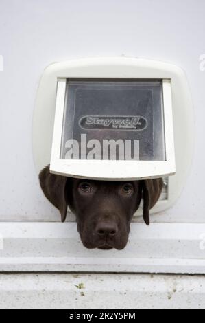 Labrador Retriever, puppy, 10 weeks, looking through cat flap, England, Great Britain Stock Photo