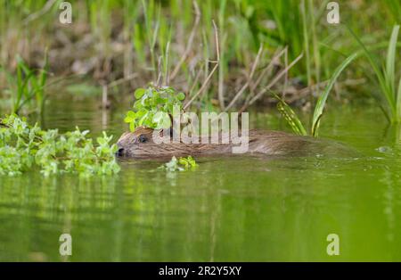 European beaver, European beaver, European beavers (Castor fiber), beavers, rodents, mammals, animals, Eurasian Beaver adult, swimming with trial Stock Photo