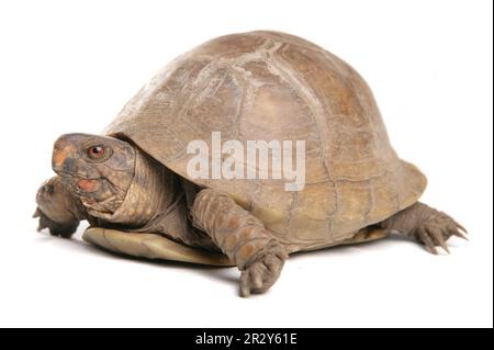 Three-toed box turtle (Terrapene carolina triunguis) adult female Stock Photo