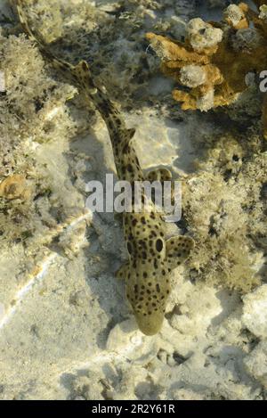 Adult epaulette shark (Hemiscyllium ocellatum), swimming in shallow water at low tide, Queensland, Australia Stock Photo