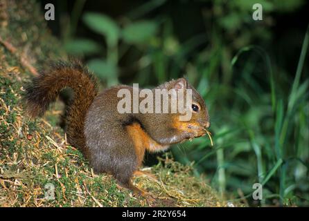 Douglas Squirrel (Tamiasciurus douglasii), rodents, mammals, animals, Douglas douglas squirrel adult, feeding, North America Stock Photo