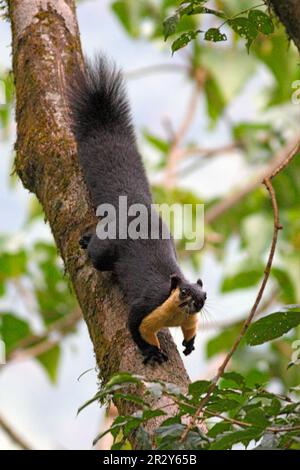 Black Giant Squirrel (Ratufa bicolor) adult, decending branch, Eaglenest Wildlife Sanctuary, Arunachal Pradesh, India Stock Photo