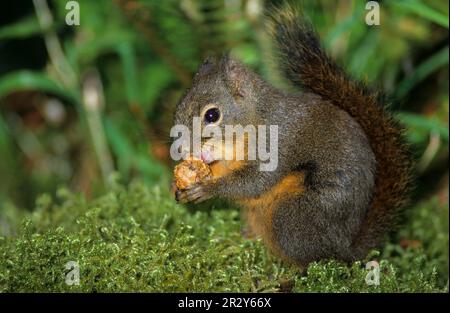 Douglas squirrel (Tamiasciurus douglasii), rodents, mammals, animals, Douglas douglas squirrel close-up, sitting on moss eating Stock Photo