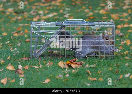Squirrel Caught Live Trap Stock Photo by ©PTHamilton 326362780